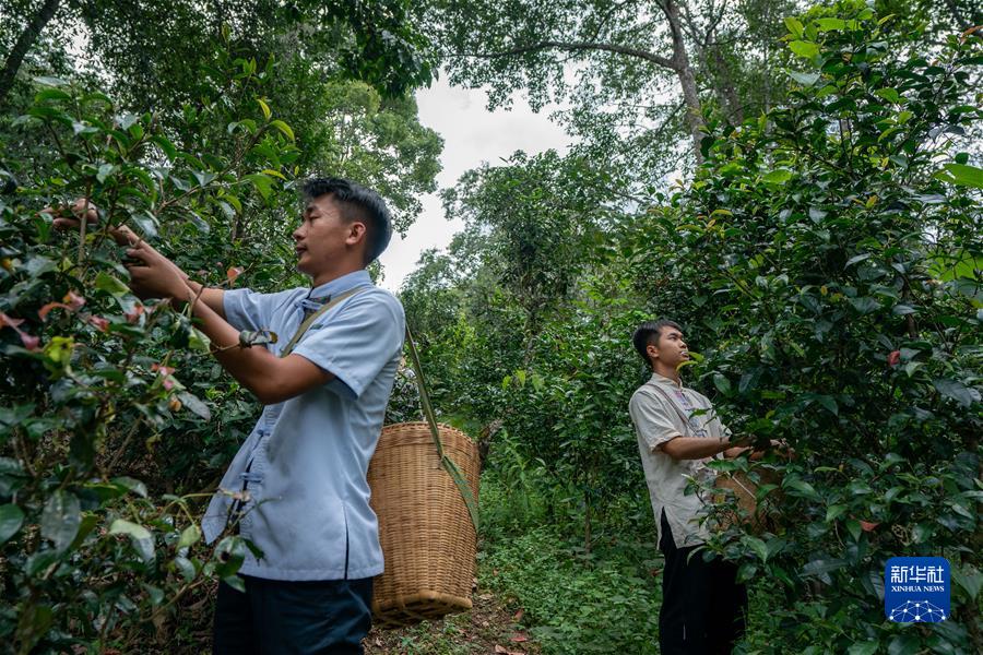 （社會(huì)）（3）“普洱景邁山古茶林文化景觀”成功申遺