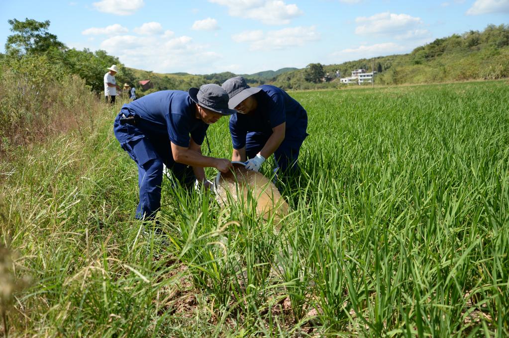 烈日下，為干旱的稻田送來灌溉用水——湖南衡陽抽水保灌一線見聞