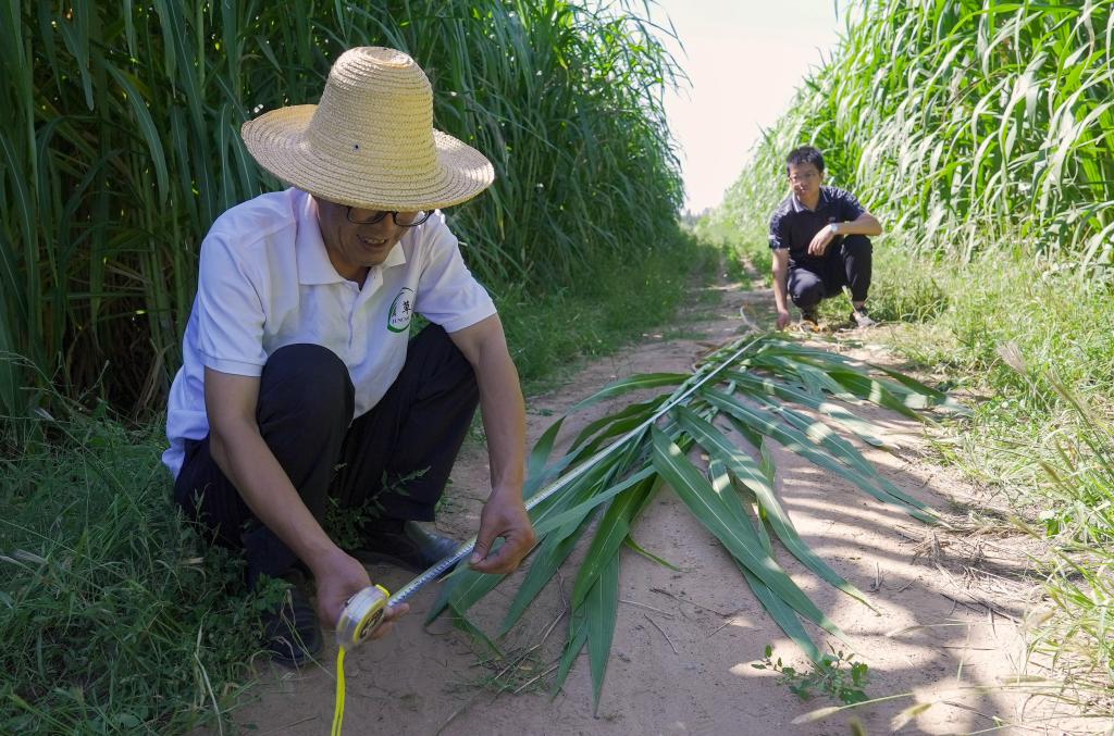 寧夏：“閩寧草”收割忙