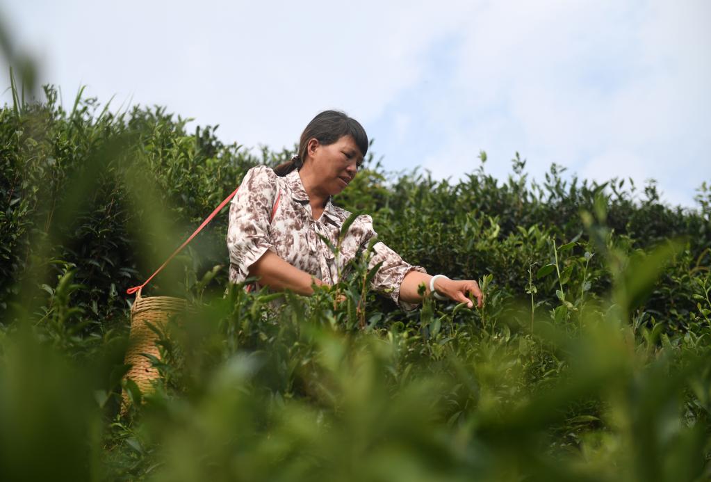 廣西蒼梧：六堡茶飄香鄉村振興路