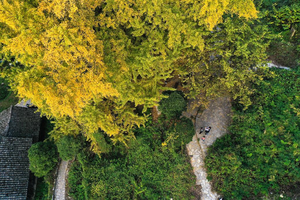 貴陽：古銀杏“換裝”扮靚美麗鄉村