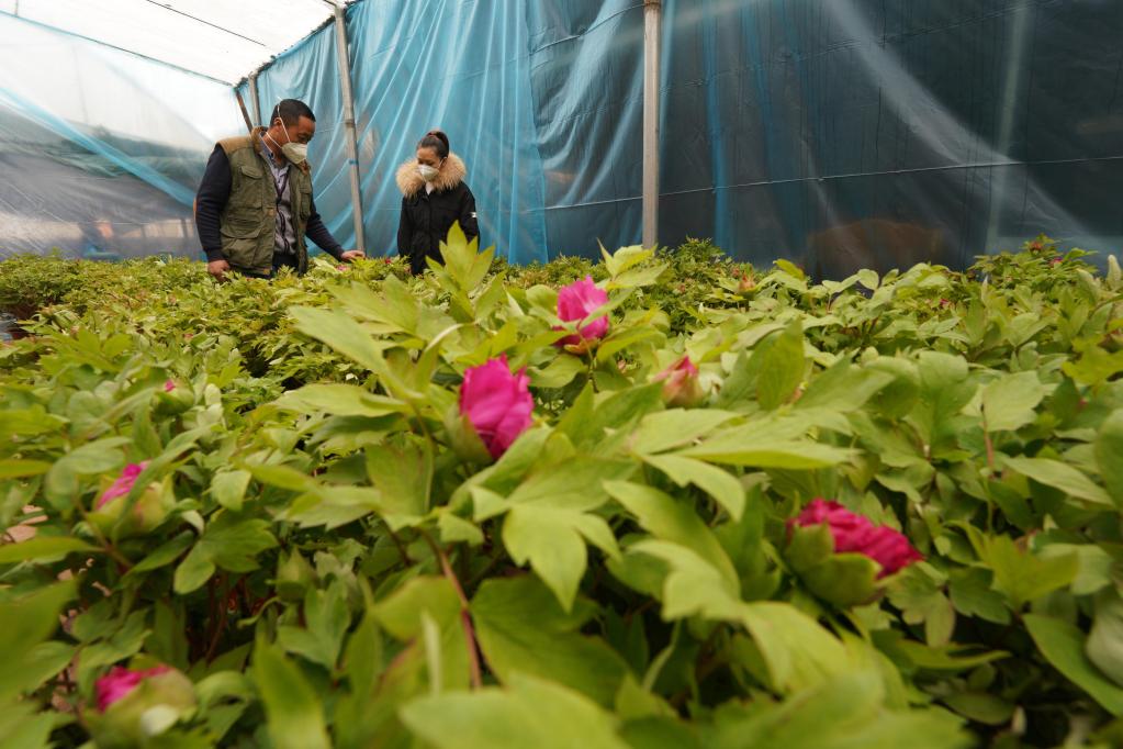 河北柏鄉：發展錯季牡丹種植助農增收