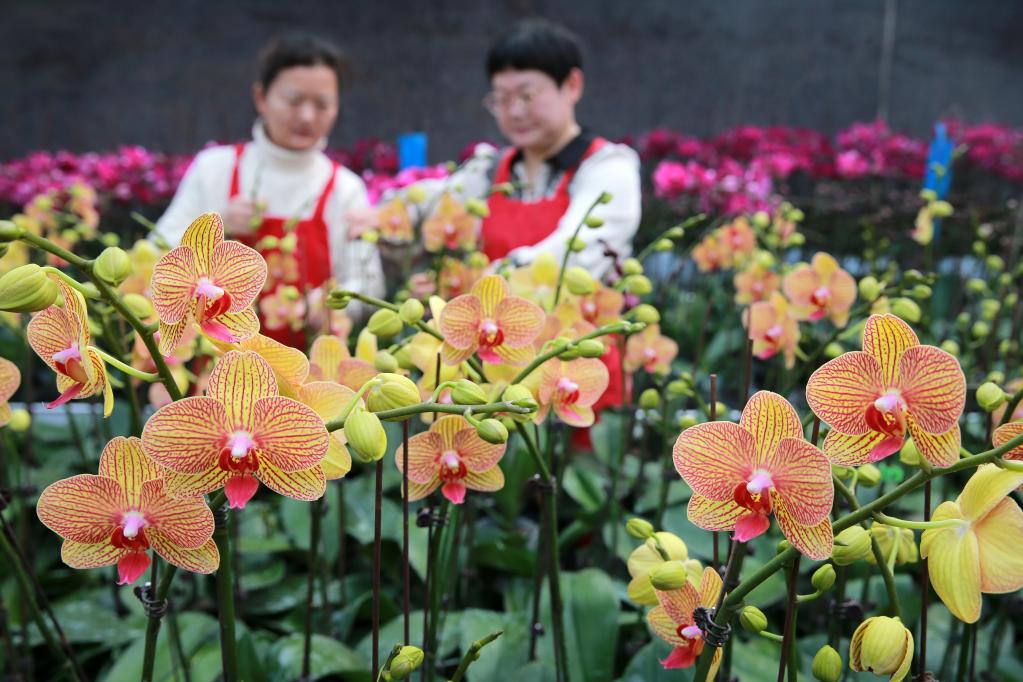 年宵花俏銷節慶市場