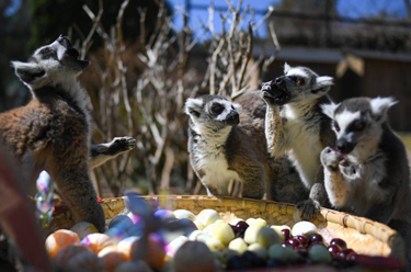 動物園里的“元宵美食”