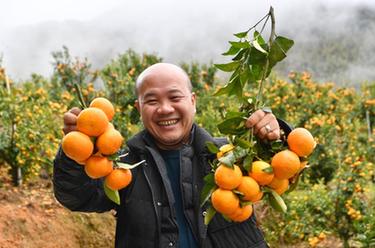 新春走基層｜高山果園興鄉村