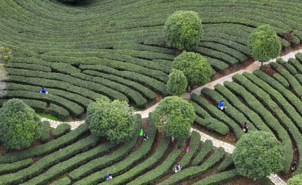 廣西三江：春茶開采