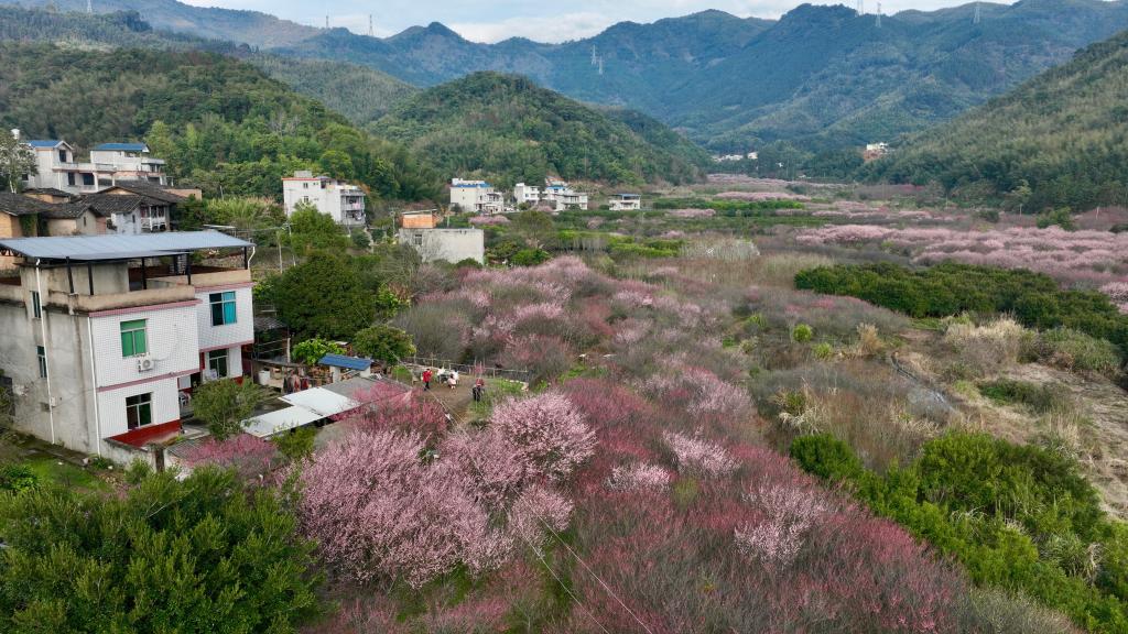 福建閩侯：梅花盛開若彩霞漫山