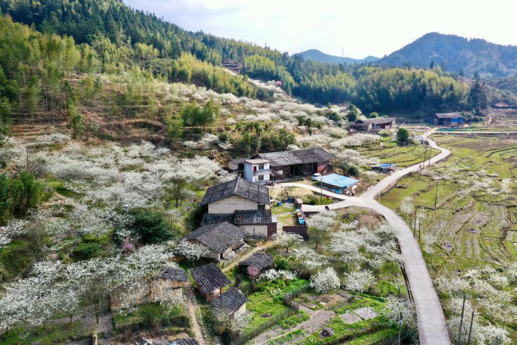 福建永泰：花開古村