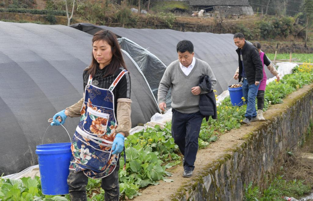 貴州遵義：春耕時節 農技專家下地頭