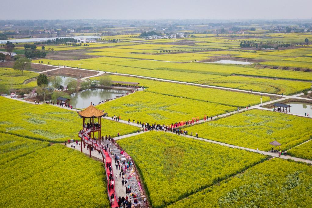 農旅融合 小油菜串起大產業