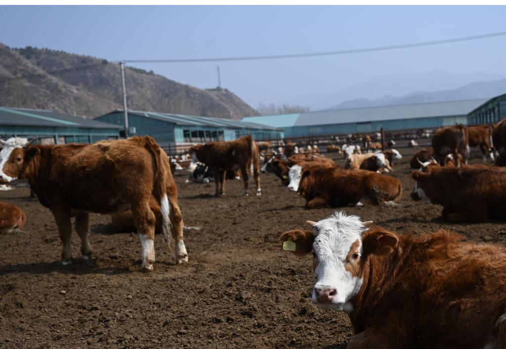 河北隆化：肉牛產業助農增收