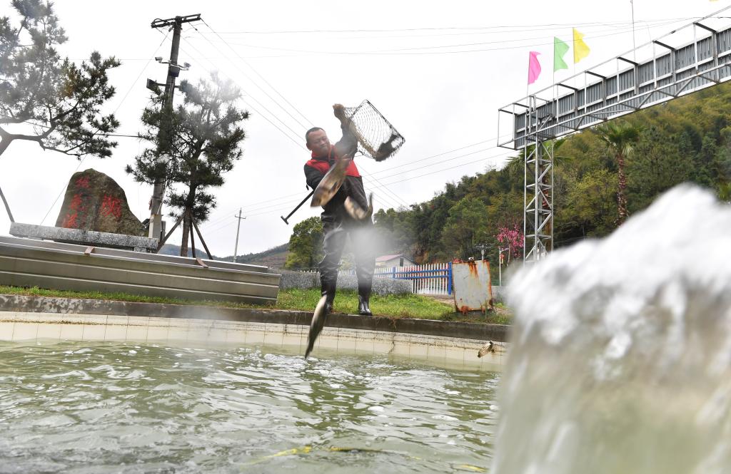 湖南衡山：泉水魚養(yǎng)殖帶動村民增收