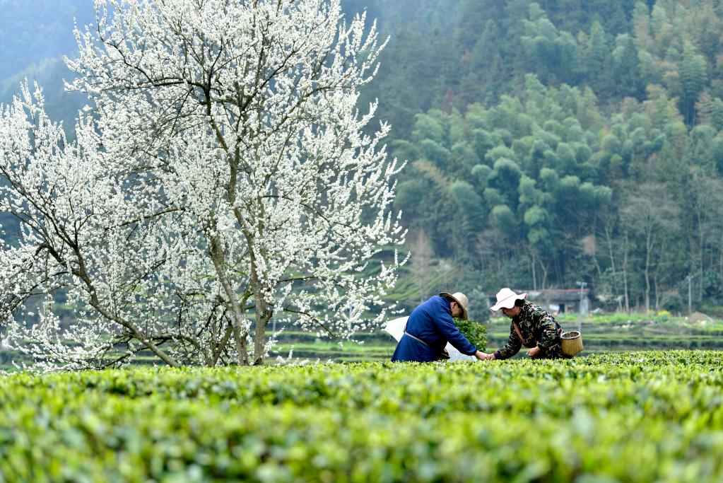 “明前茶”采摘加工忙