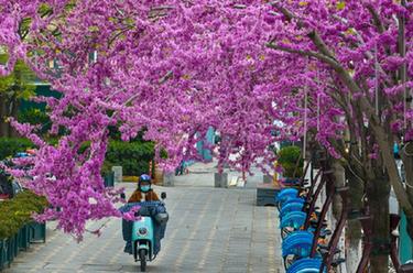 浪漫“紫荊路”