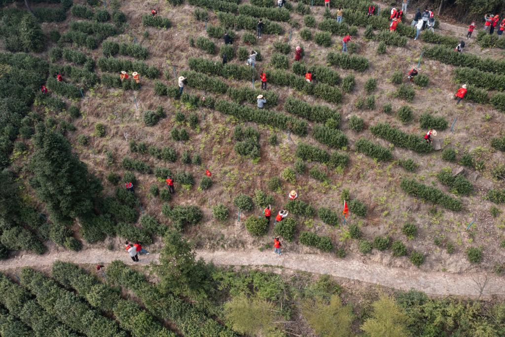 山村義工幫采茶 共富工坊促增收