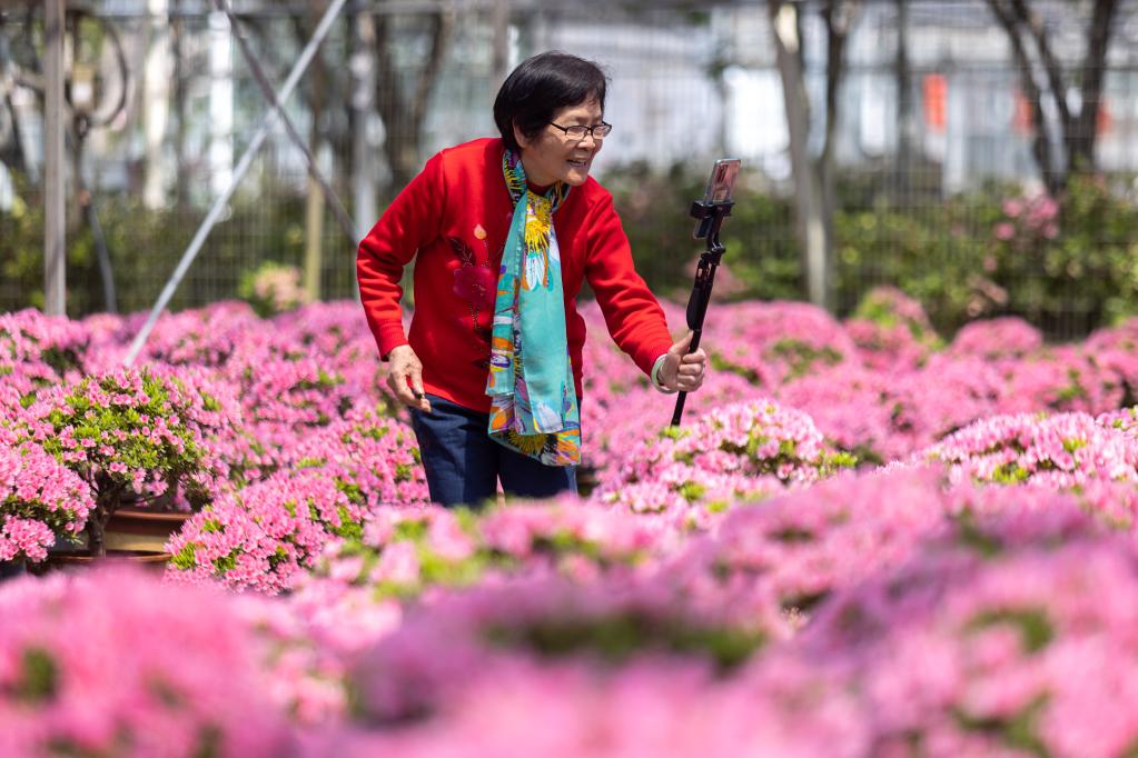 人在花中游