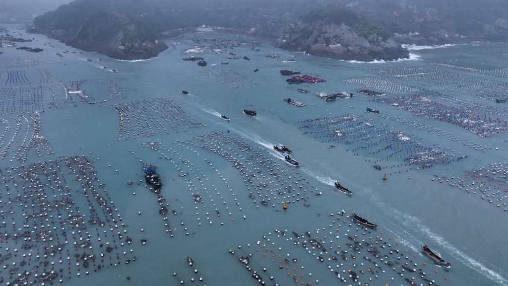 海上“春耕”忙 鮑魚迎來投苗季