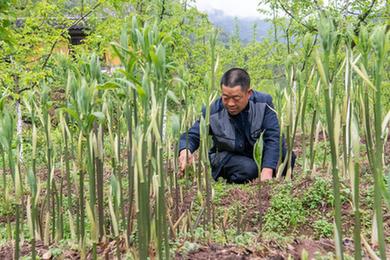 重慶石柱：黃精種植助農走上致富路