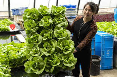 河北永清：發展綠色蔬菜種植 保障京津“菜籃子”供應