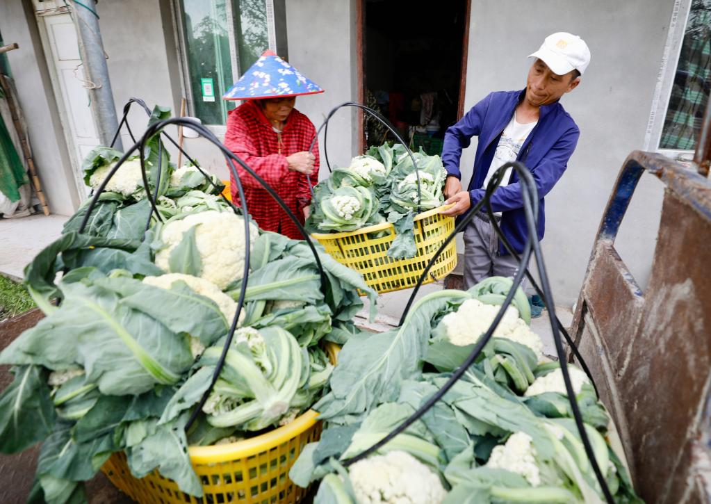 福建大湖鄉：特色種植盤活閑置山區田