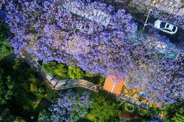 云南昆明：藍花楹綻放