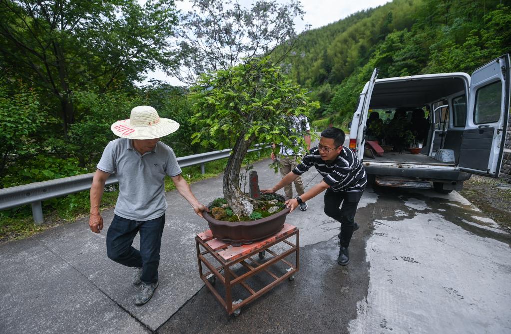 山鄉青創客開啟特色致富路