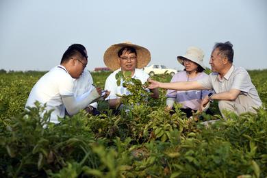 山東：耐鹽堿馬鈴薯新品系試種獲豐收