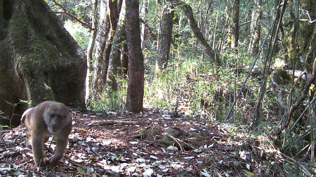 國道之行 從雪山奔向大海｜高黎貢山，該讓這些寶貝“亮相”了