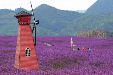 貴陽花溪：“花海”產業助力鄉村振興