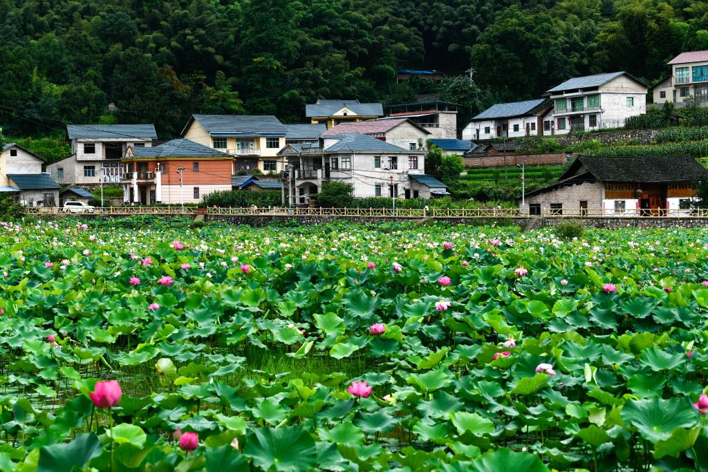 貴州岑鞏：人居環境整治 扮靚美麗鄉村