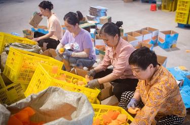 高質量發展調研行丨湖北秭歸：夏橙進入銷售高峰