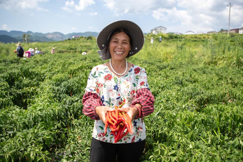 重慶石柱：辣椒產業讓村民日子更紅火