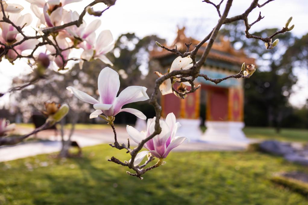 澳大利亞：北京花園玉蘭花開