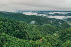 “普洱景邁山古茶林文化景觀”申遺成功