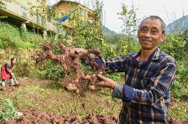 高質量發展調研行丨重慶石柱中益鄉：特色黃精產業助力鄉村振興