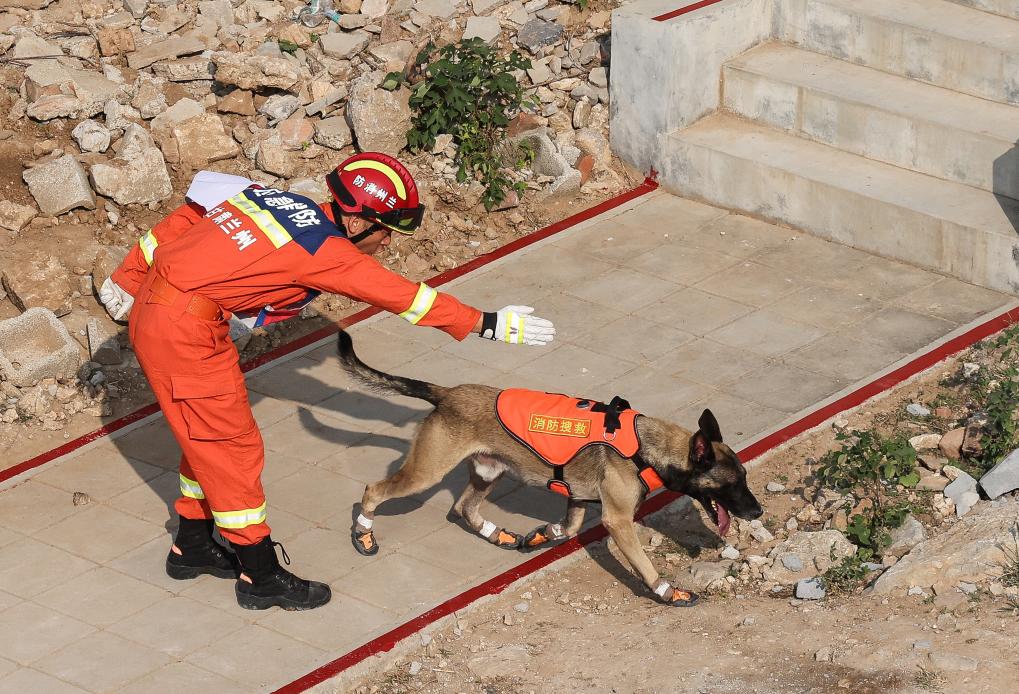 第七屆全國消防搜救犬技術比武競賽在濟南舉行