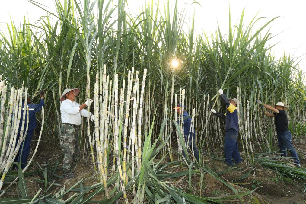 共富工坊里的“甜蜜”事業