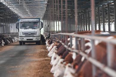 重慶豐都：肉牛產業助推縣域經濟發展