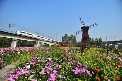 山東日照：碳匯技術讓“城市瘡疤”變綠園花海