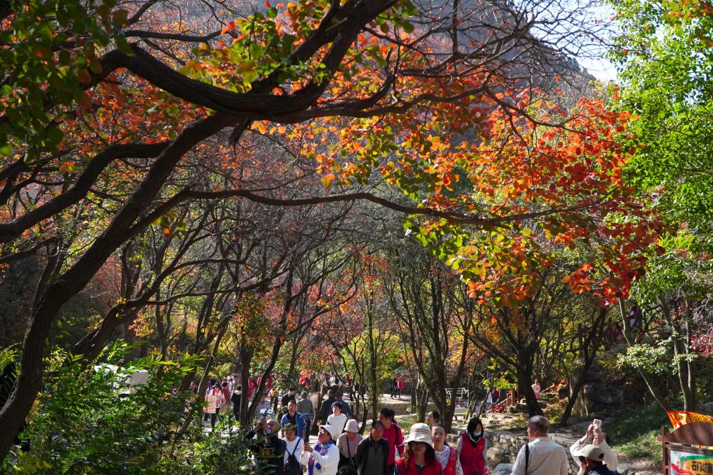 山東臨朐：金秋時節紅葉美