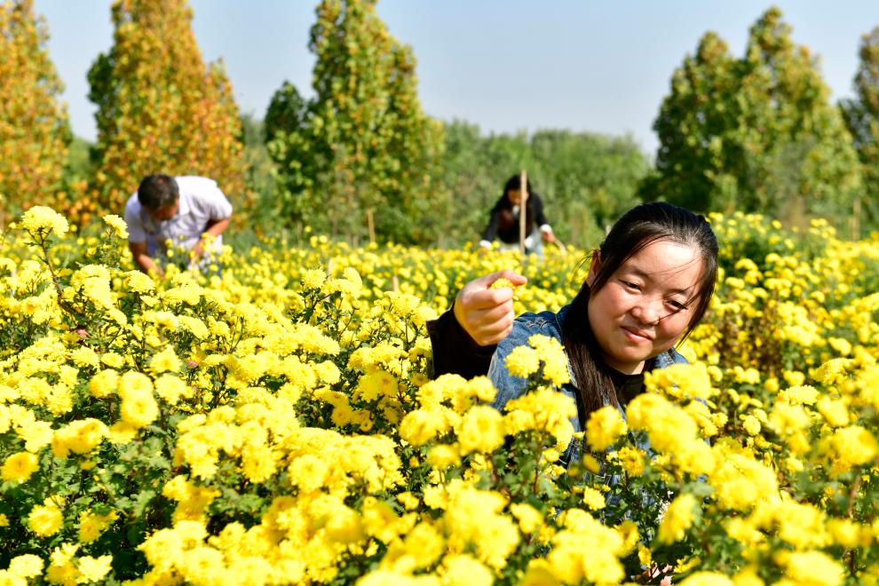 山東嘉祥：有機菊花助增收