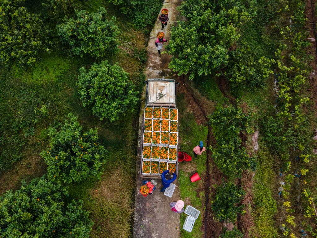 重慶開州：柑橘產業助力強村富民