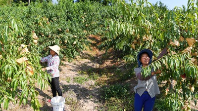 重慶萬州：桃、李產業美了山鄉富了民