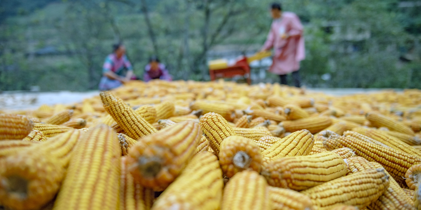 秋糧收獲進入尾聲 全年糧食產量有望再創新高