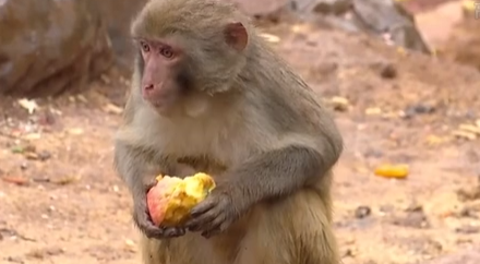 云南：冷空氣中動物取暖奇招多